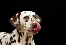 dalmatian g3c69d6b19 1280