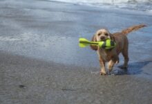 dog on the beach g415e4e26c 1280 1