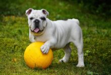 english bulldog g561d06157 1280