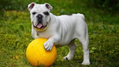 english bulldog g561d06157 1280