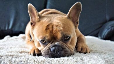 french bulldog gaa7e7a7d4 1280 2