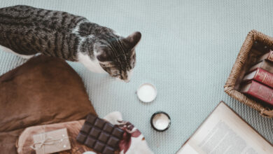 gato perto de lanches e livros scaled 1 1