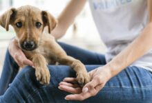 cachorro fofo de resgate em abrigo sendo segurado por uma mulher scaled 1 1