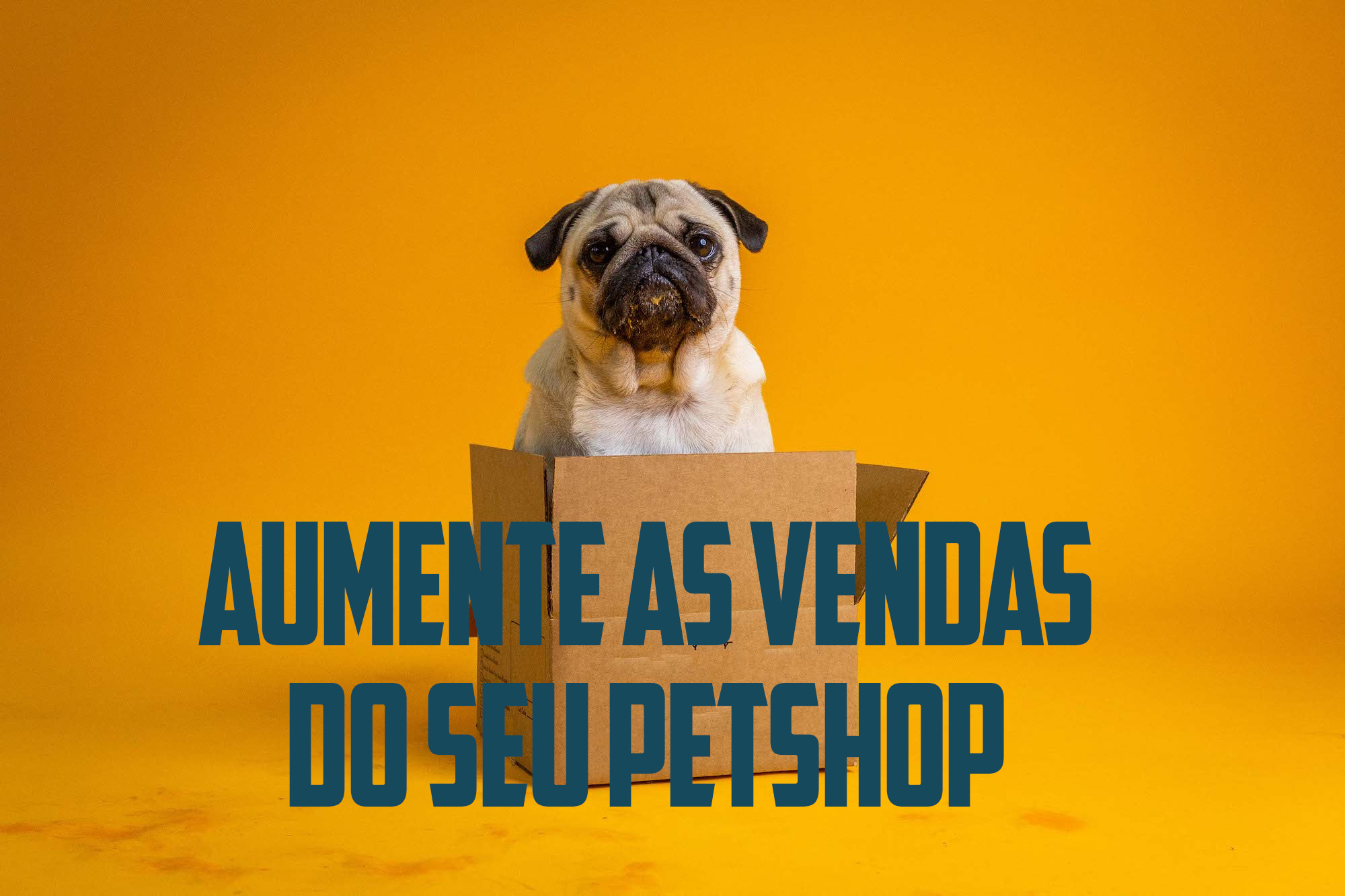 Aumente as Vendas do Seu Petshop: Como a Gestão de Mídia Pode Transformar Seu Negócio