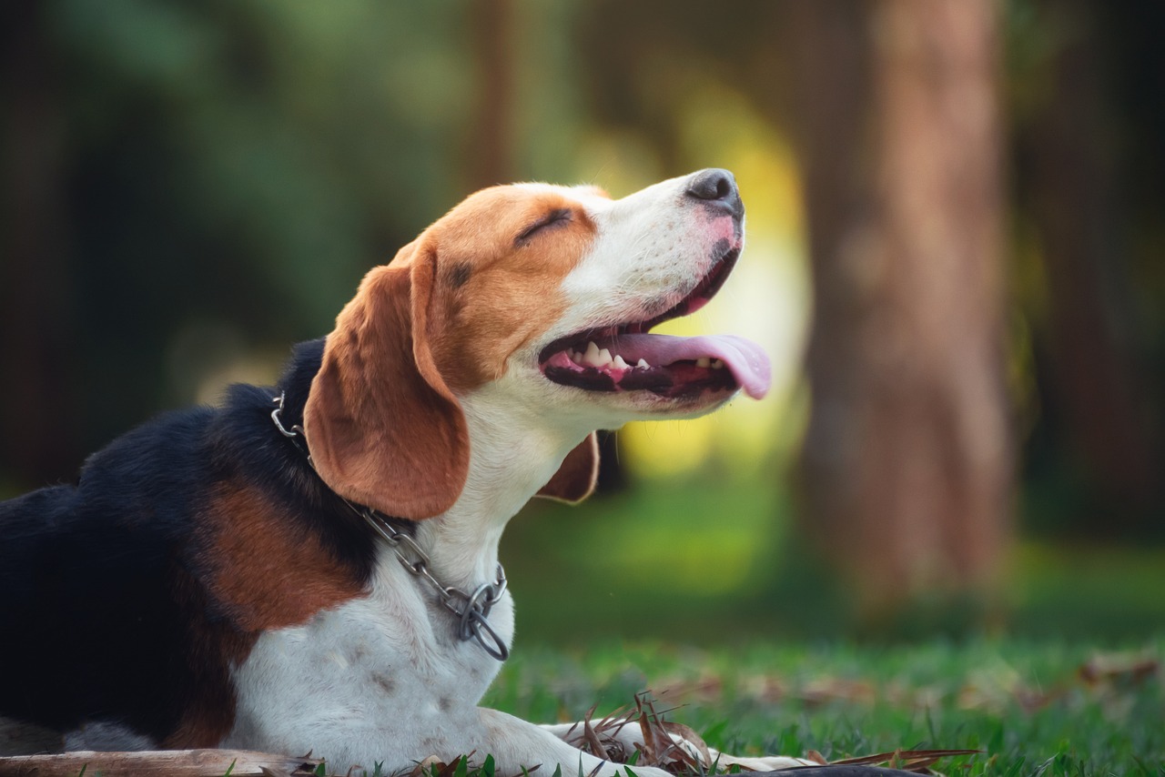 A raça Beagle é conhecida pela sua energia e disposição, mas o que poucos sabem é que ele precisa de alguns cuidados.