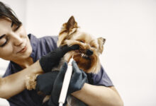 brushing teeth process small dog sits table dog brushed by professional