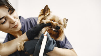 brushing teeth process small dog sits table dog brushed by professional