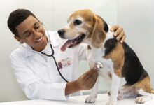 cao de verificacao veterinario de tiro medio 2