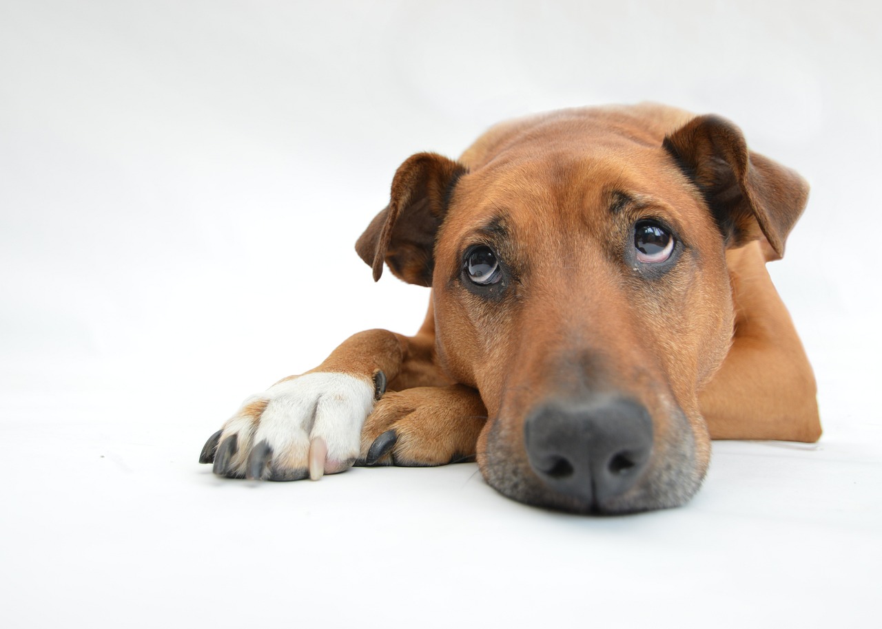 Para reduzir ansiedade em pets é possível aplicar algumas estratégias que promovem o bem-estar emocional do seu animal.