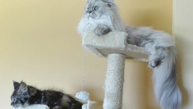 persian cats 1720336 1280