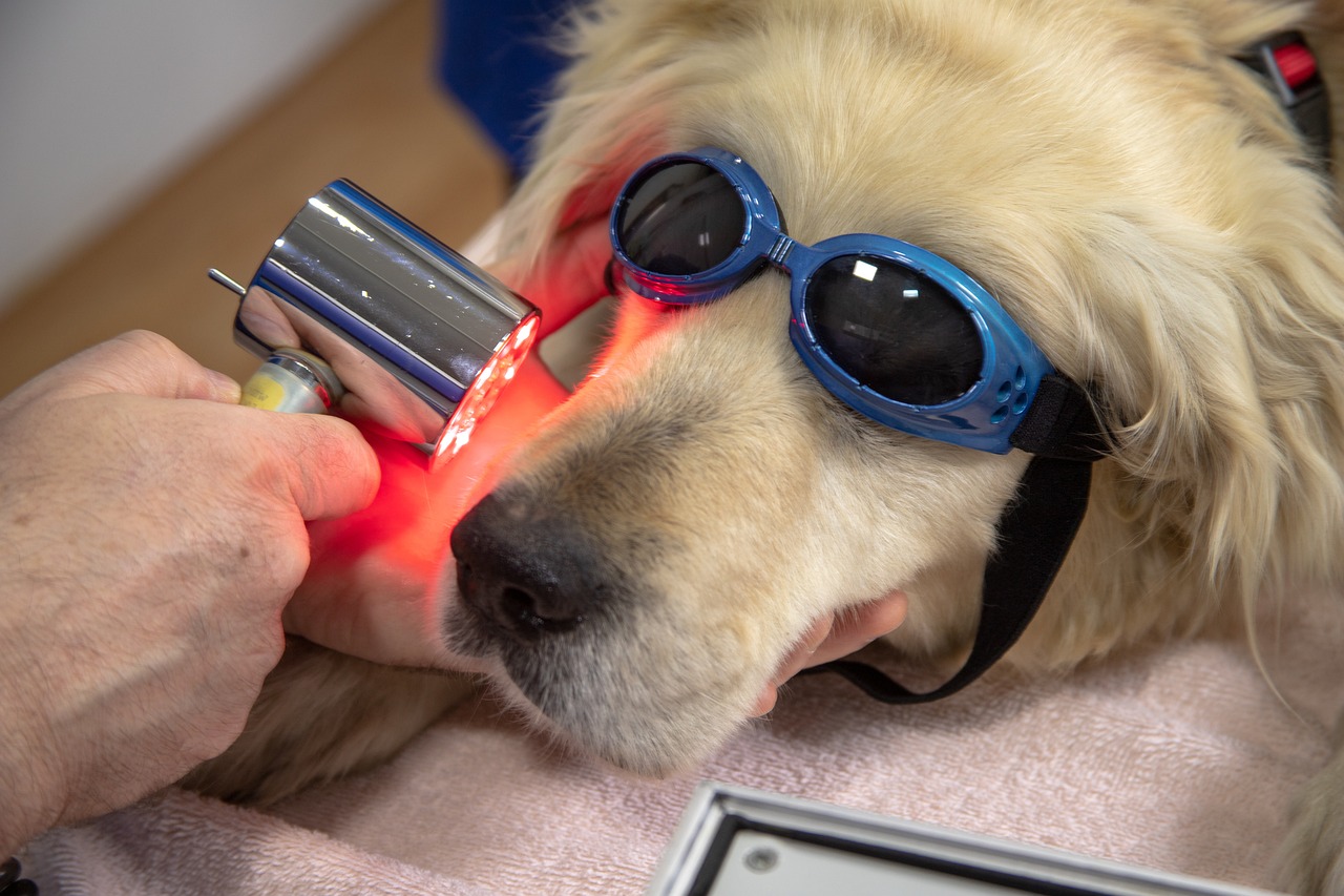 Para acalmar seu pet durante uma consulta veterinária exitem algumas estratégias eficazes que podem ser aplicadas.