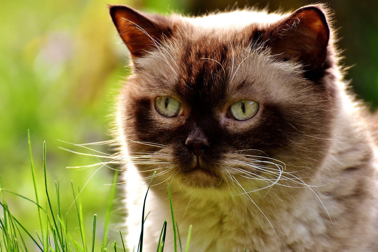 É possível que existam gatos veganos sim, com cuidado e atenção não faltará nenhum nutriente para o seu amigo.