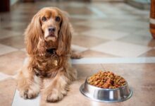 english cocker spaniel g2249459b0 1280