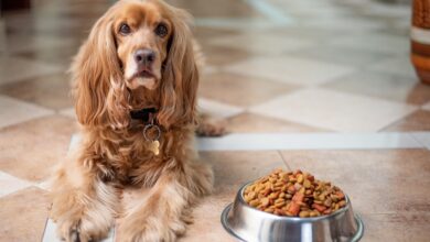 english cocker spaniel g2249459b0 1280