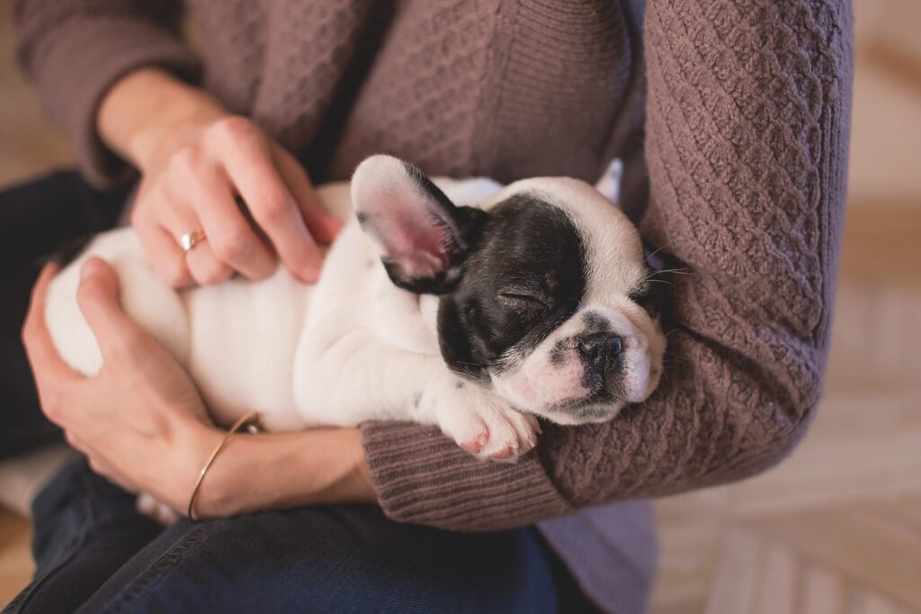 Importância de Alinhar o Estilo de Vida ao Tipo de Pet: Saiba como escolher o animal de estimação certo.