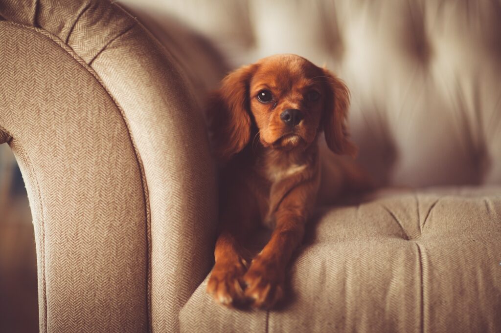 Se você acha que o seu cão não gosta de você, descubra os Indicativos de Desafeto do seu Cão e Como Melhorar seu Relacionamento