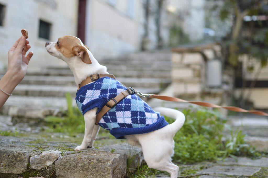 aiba como escolher escolher o melhor tipo de roupinha para cachorro levando em consideração as necessidades dele e o conforto, é claro!
